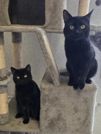 Morris und Mori,  Mixed Breed for adoption at Tierheim Wiesbaden, Wiesbaden