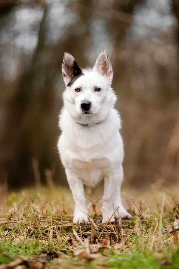 Janosch, male 3yo Mixed Breed for adoption at Tierheim Leipzig, Leipzig