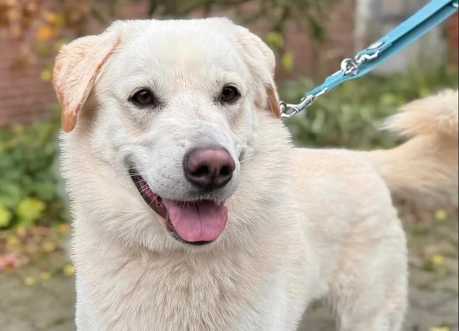 Buddy, male 3yo Husky for adoption at Tierheim Düsseldorf, Düsseldorf