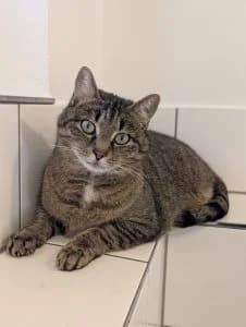 Bernhard & Bianca, male European Shorthair for adoption at Tierheim Regensburg, Regensburg