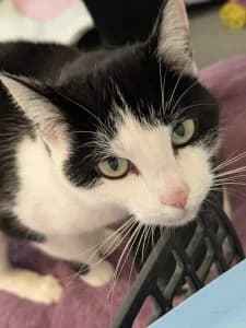 Bernhard & Bianca, grey tabby male European Shorthair for adoption at Tierheim Regensburg, Regensburg — photo 2 of 5