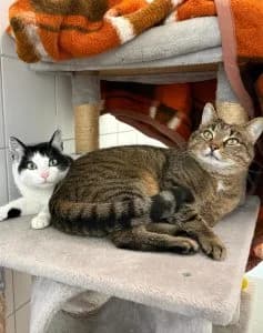 Bernhard & Bianca, grey tabby male European Shorthair for adoption at Tierheim Regensburg, Regensburg — photo 3 of 5