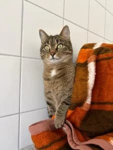 Bernhard & Bianca, grey tabby male European Shorthair for adoption at Tierheim Regensburg, Regensburg — photo 4 of 5