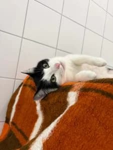 Bernhard & Bianca, grey tabby male European Shorthair for adoption at Tierheim Regensburg, Regensburg — photo 5 of 5