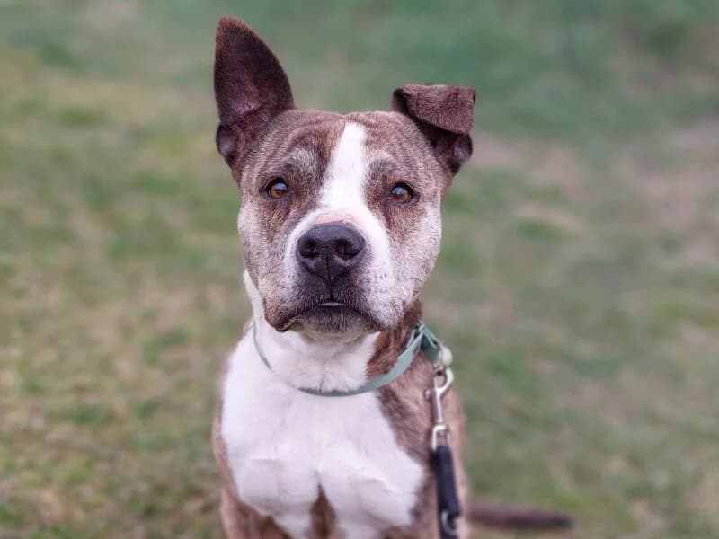 Syra, female senior Mixed Breed for adoption at Tierheim Leipzig, Leipzig