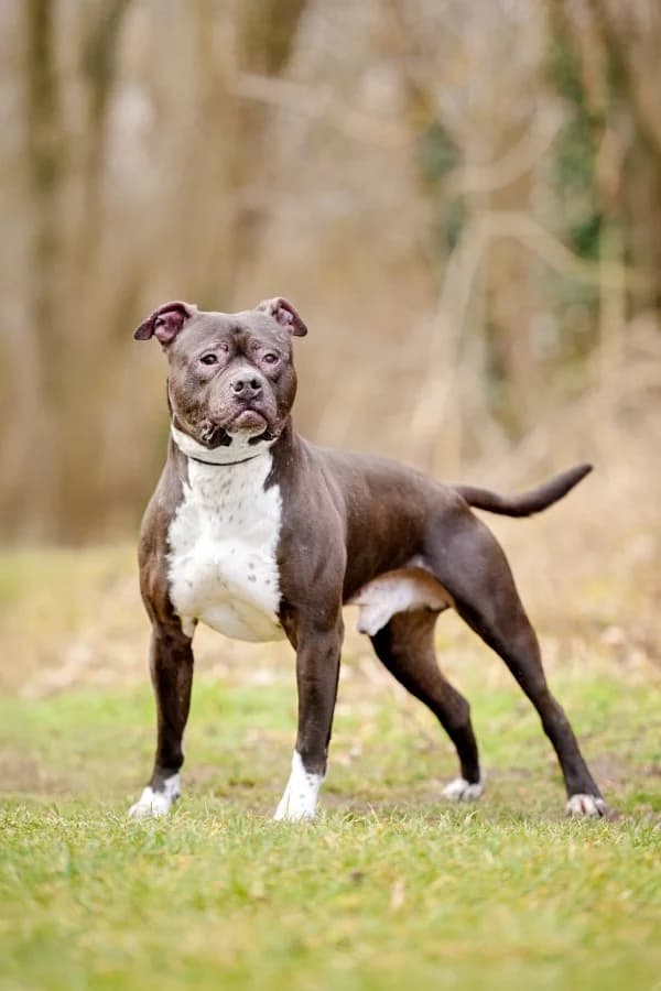 Turbo, male senior Mixed Breed for adoption at Tierheim Leipzig, Leipzig