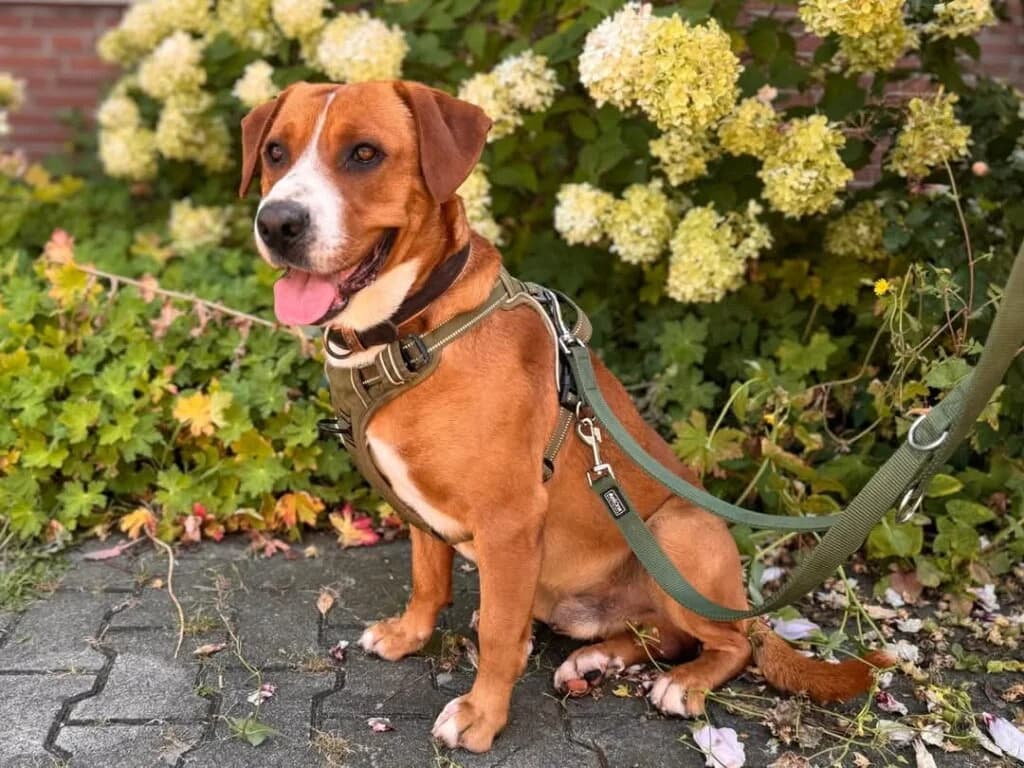 Haze, Labrador Retriever (Tierheim Düsseldorf)