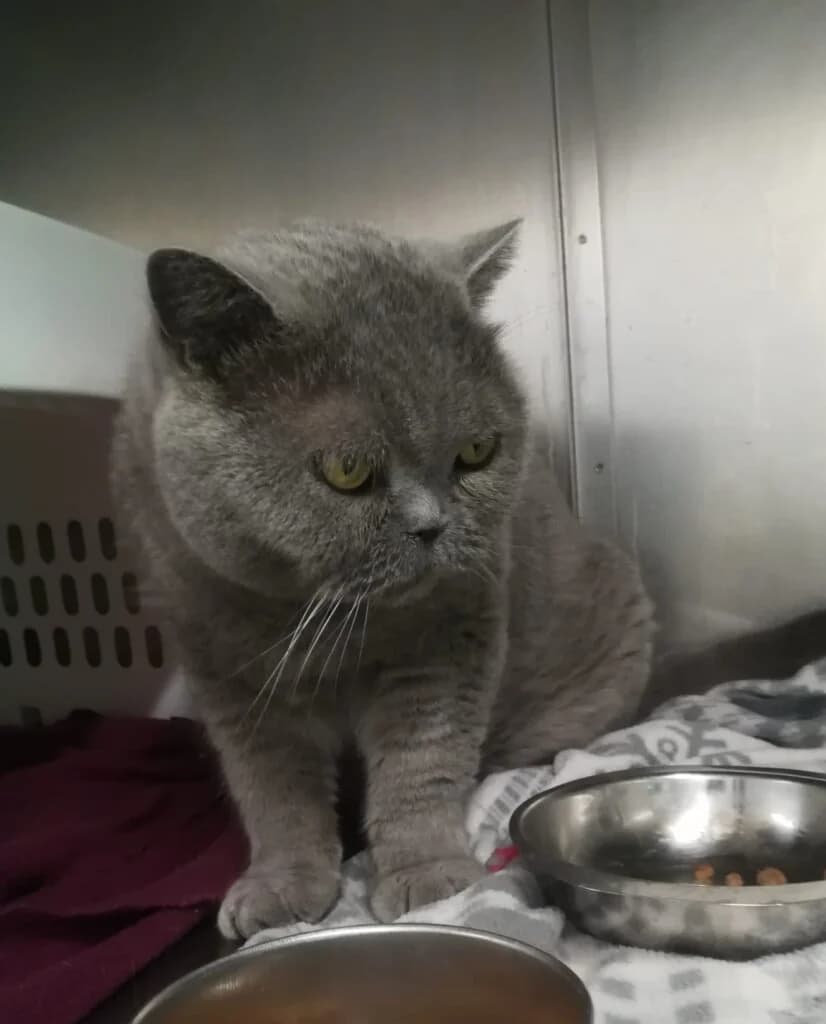 Bärchen - Unser brummiger Einzelprinz mit großem Pflegebedarf 🐻👑, male 3yo British Shorthair for adoption at Tierheim Düsseldorf, Düsseldorf