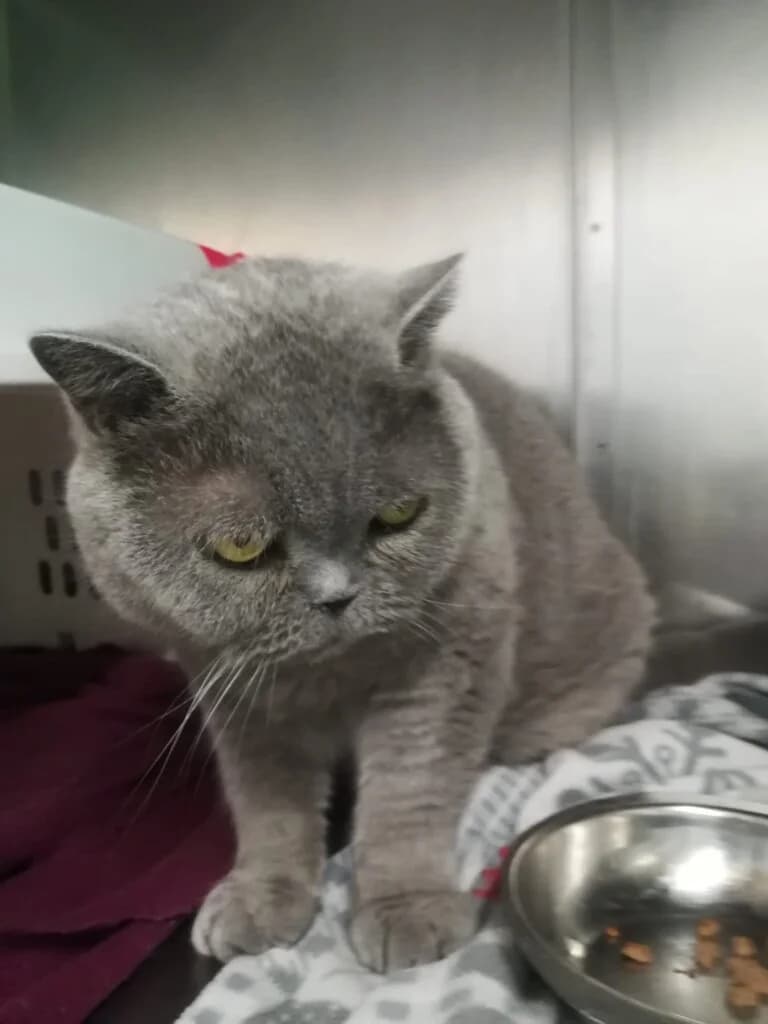 Bärchen - Unser brummiger Einzelprinz mit großem Pflegebedarf 🐻👑 photo 2