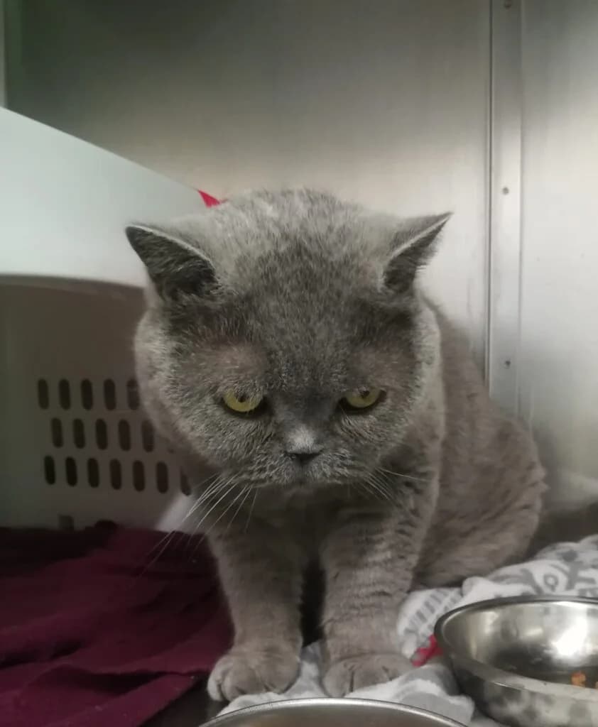 Bärchen - Unser brummiger Einzelprinz mit großem Pflegebedarf 🐻👑 photo 3