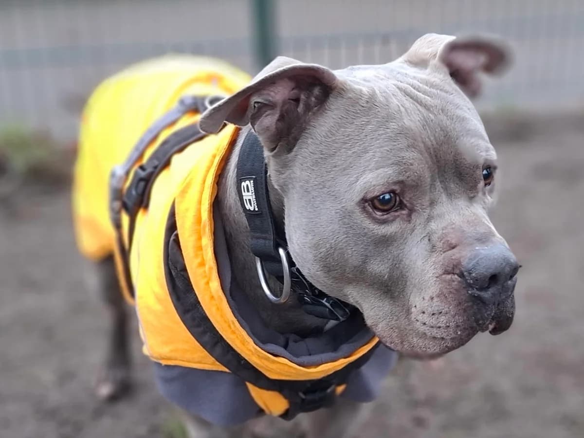 Achim, grau mit weißen Abzeichen male senior Staffordshire Bull Terrier for adoption at Tierheim Hamburg, Hamburg