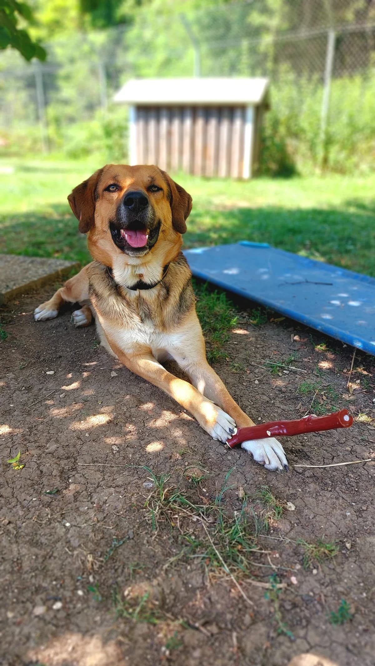 Knut, yellow male Mixed Breed for adoption at Tierheim Regensburg, Regensburg — photo 2 of 5