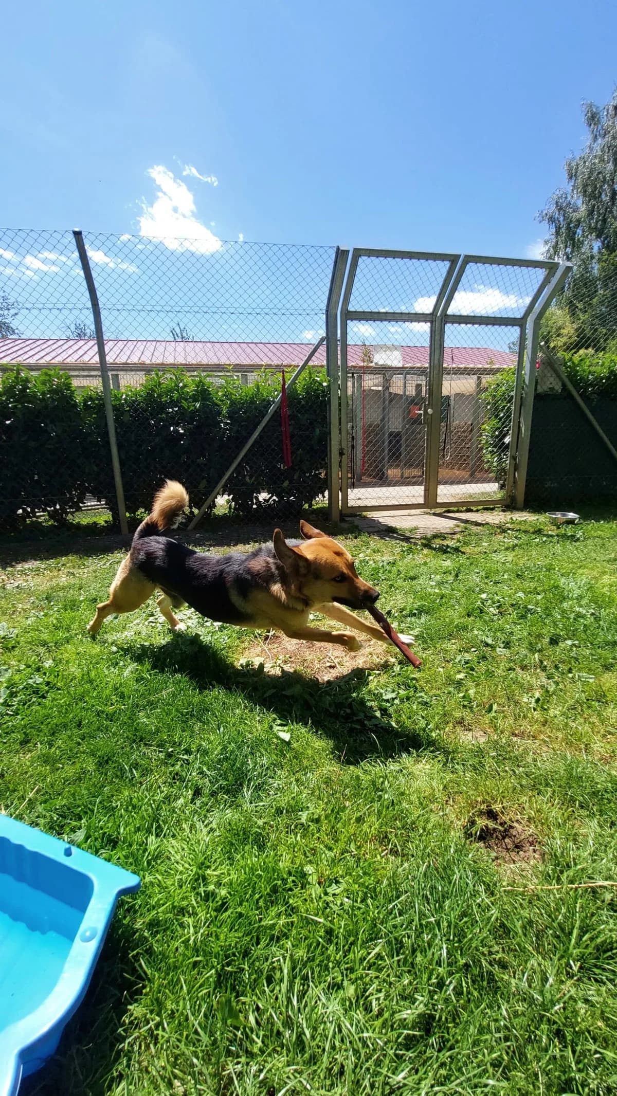 Knut, yellow male Mixed Breed for adoption at Tierheim Regensburg, Regensburg — photo 3 of 5
