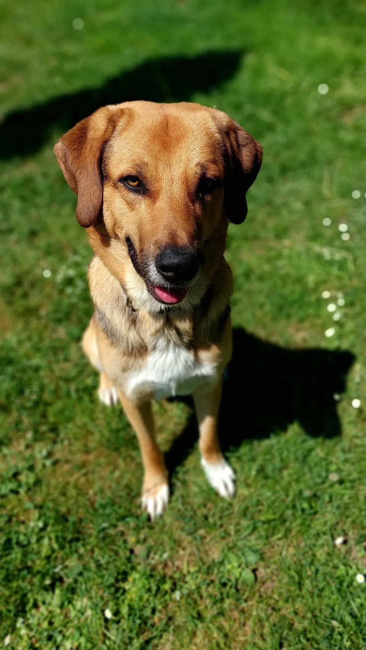 Knut, yellow male Mixed Breed for adoption at Tierheim Regensburg, Regensburg — photo 4 of 5
