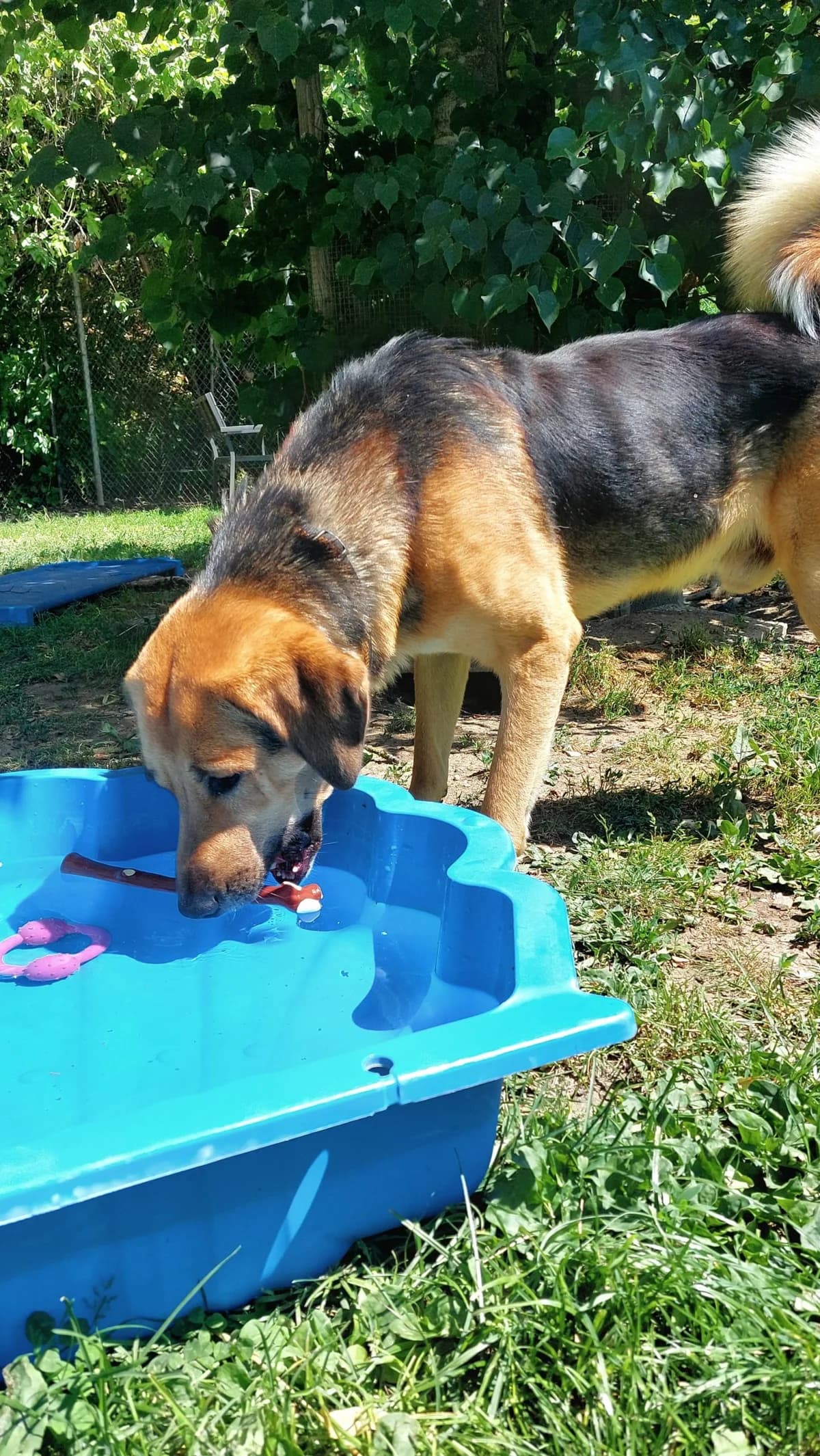 Knut, yellow male Mixed Breed for adoption at Tierheim Regensburg, Regensburg — photo 5 of 5