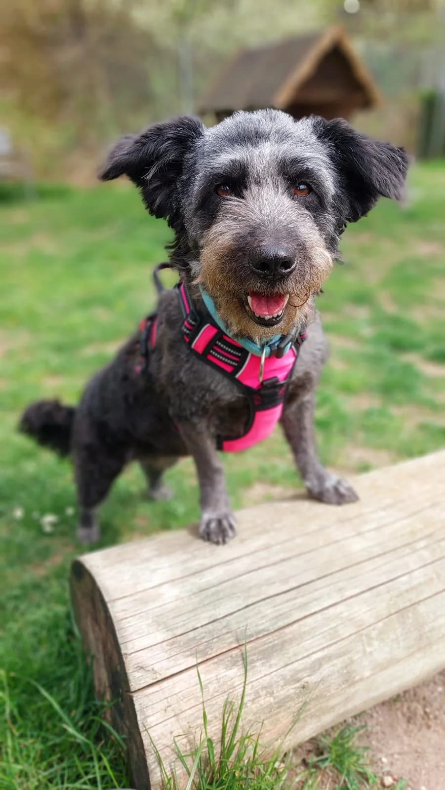 Urmel, female Mixed Breed for adoption at Tierheim Regensburg, Regensburg — photo 2 of 8