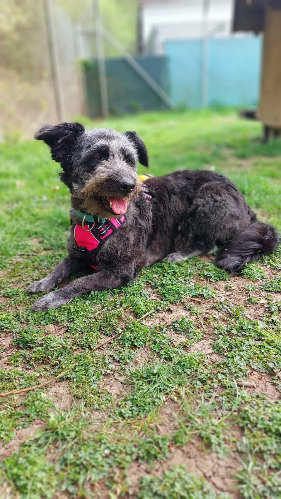 Urmel, female Mixed Breed for adoption at Tierheim Regensburg, Regensburg — photo 3 of 8