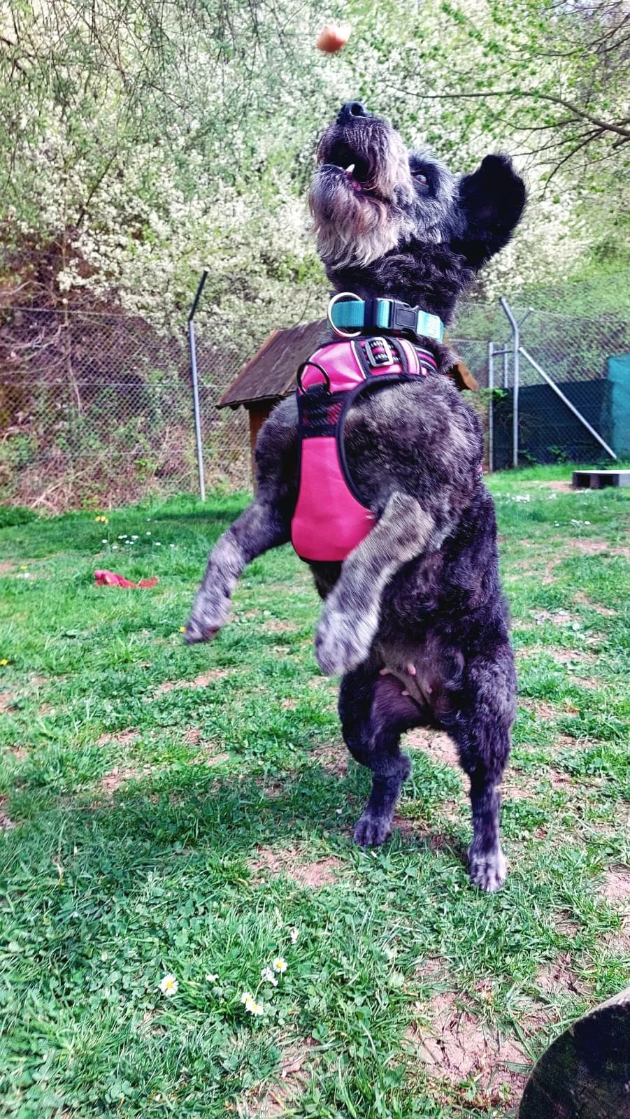 Urmel, female Mixed Breed for adoption at Tierheim Regensburg, Regensburg — photo 4 of 8