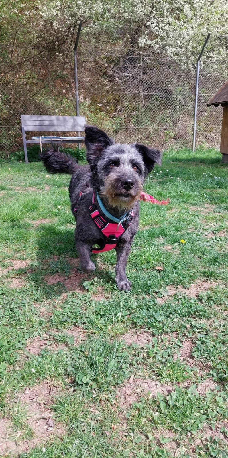 Urmel, female Mixed Breed for adoption at Tierheim Regensburg, Regensburg — photo 5 of 8