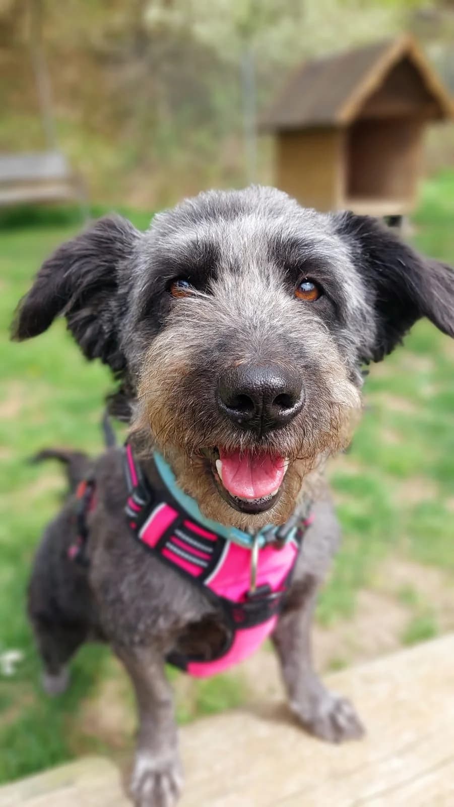 Urmel, female Mixed Breed for adoption at Tierheim Regensburg, Regensburg — photo 6 of 8