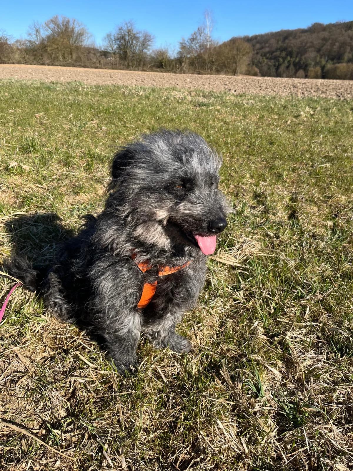 Urmel, female Mixed Breed for adoption at Tierheim Regensburg, Regensburg — photo 7 of 8