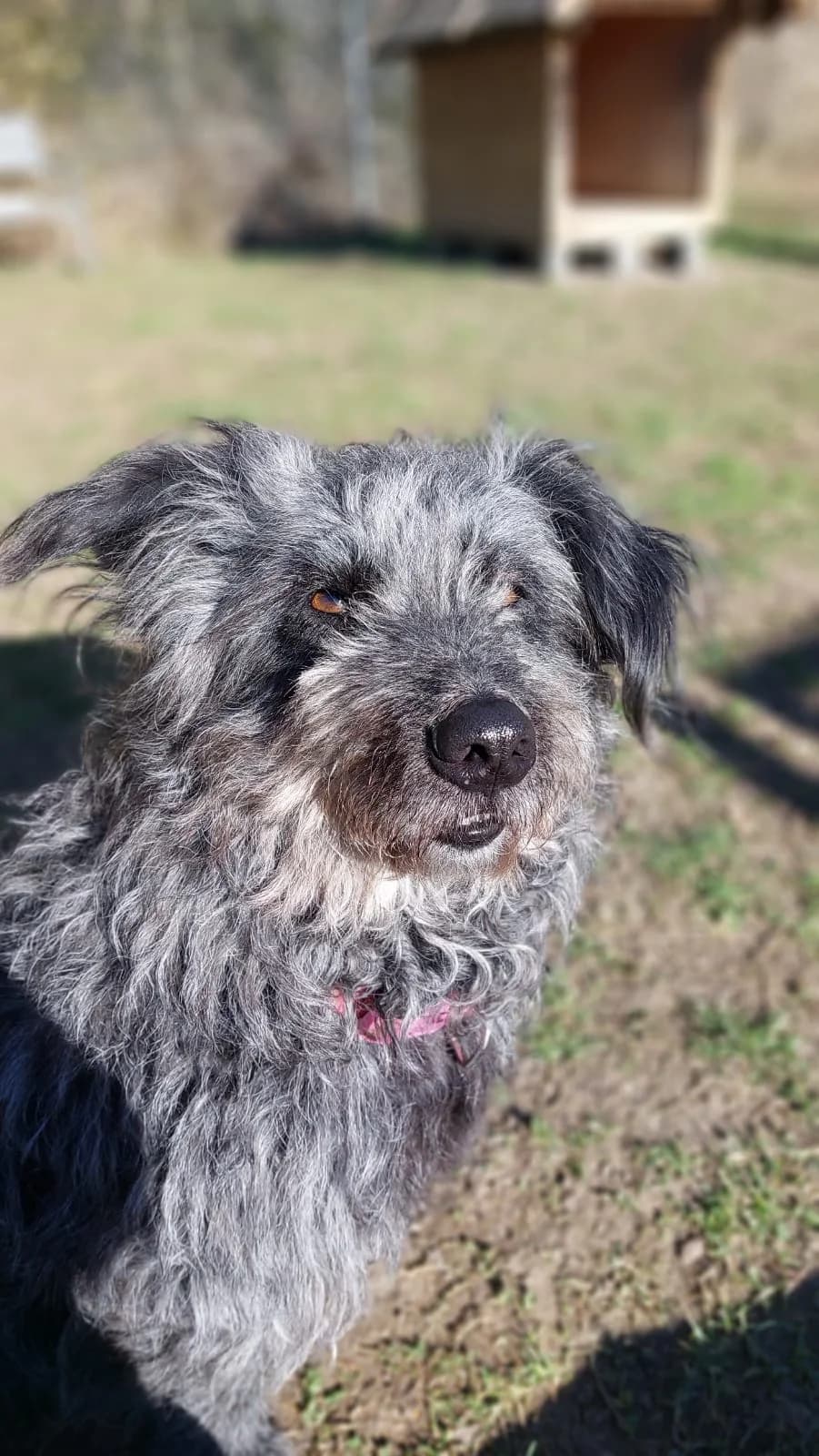 Urmel, female Mixed Breed for adoption at Tierheim Regensburg, Regensburg — photo 8 of 8