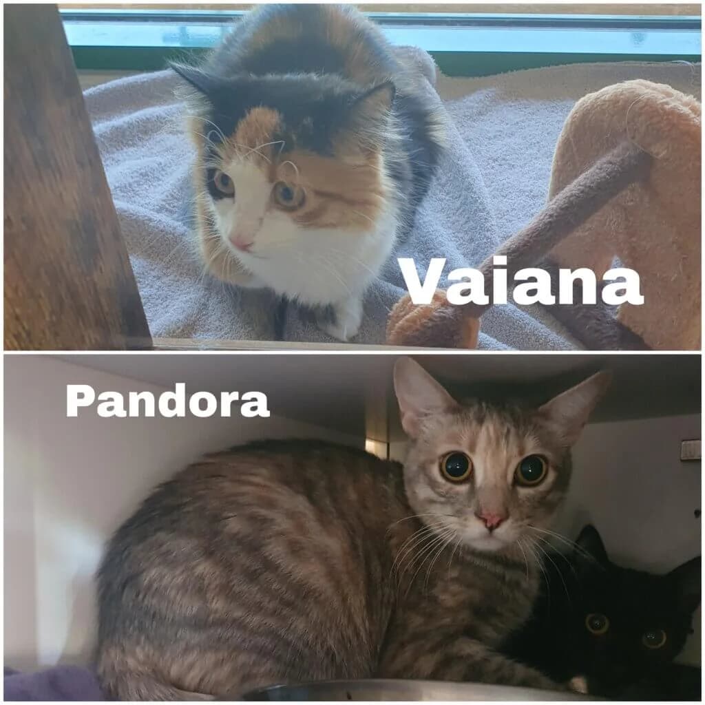 Vaiana und Pandora - zwei Seelen auf der Suche nach einem besonderen Zuhause ✨❣, female young mixed breed for adoption at Tierheim Düsseldorf, Düsseldorf