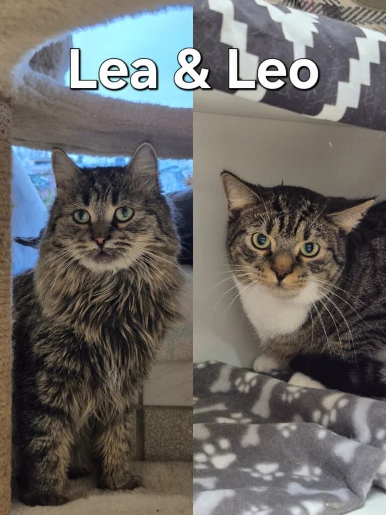 Lea & Leo - kleine Löwen brauchen etwas Zeit 🦁, 3yo mixed breed for adoption at Tierheim Düsseldorf, Düsseldorf