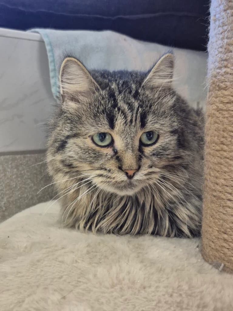 Lea & Leo - kleine Löwen brauchen etwas Zeit 🦁 photo 2