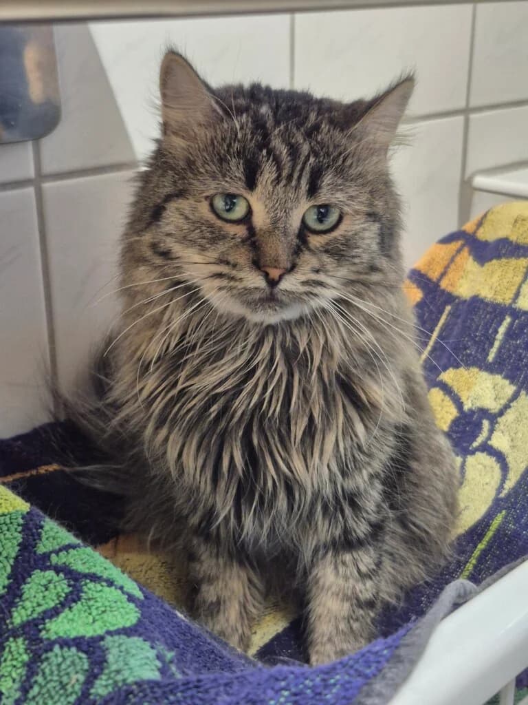 Lea & Leo - kleine Löwen brauchen etwas Zeit 🦁 photo 4