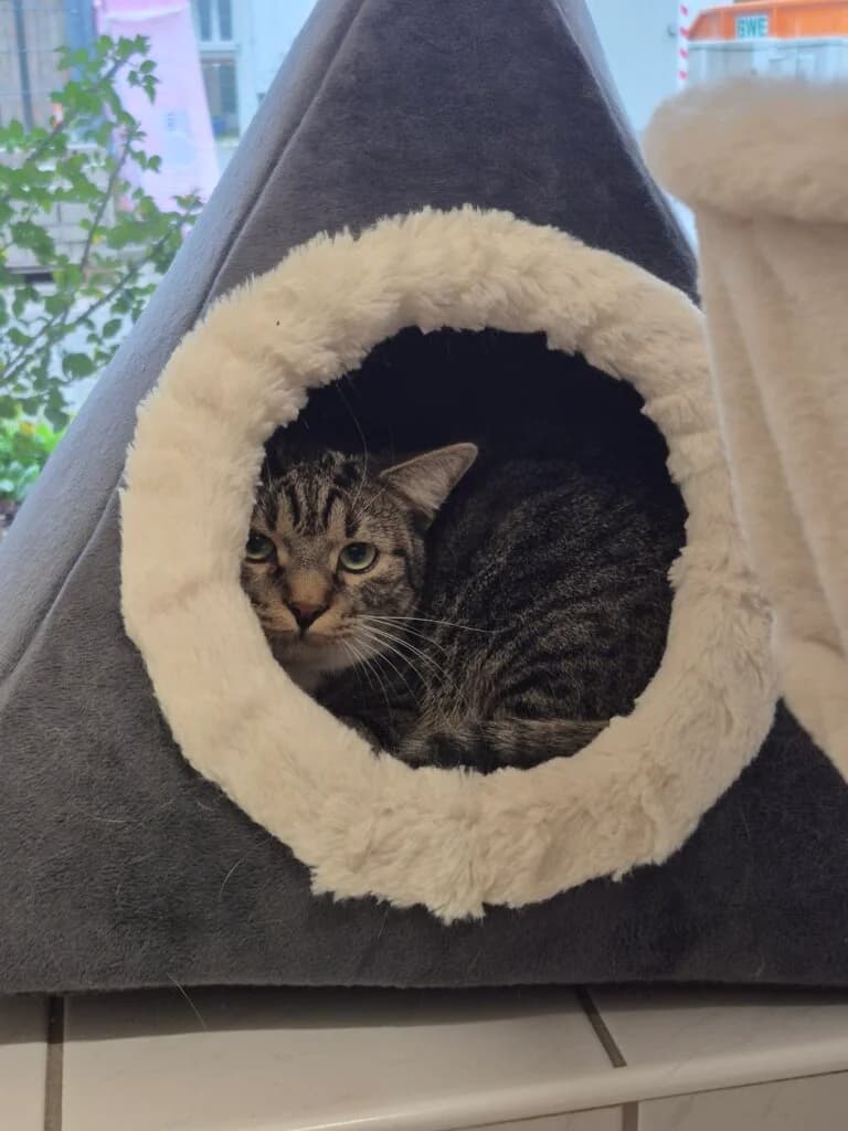 Lea & Leo - kleine Löwen brauchen etwas Zeit 🦁 photo 5