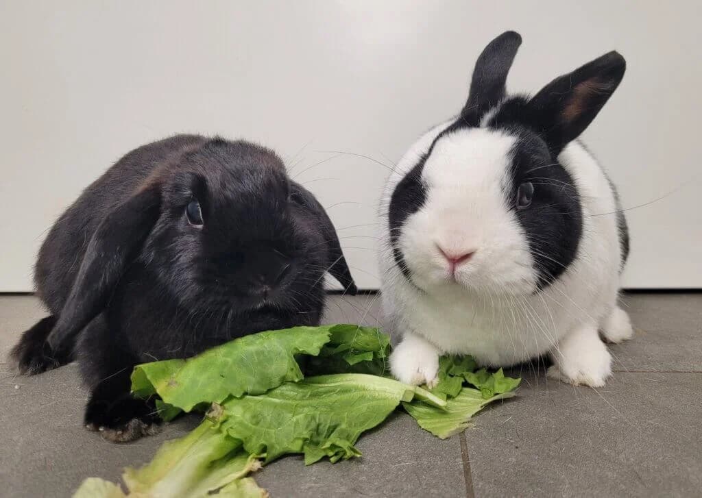 Esther & Luki (E.c. positiv), male 3yo mixed breed for adoption at Tierheim Düsseldorf, Düsseldorf