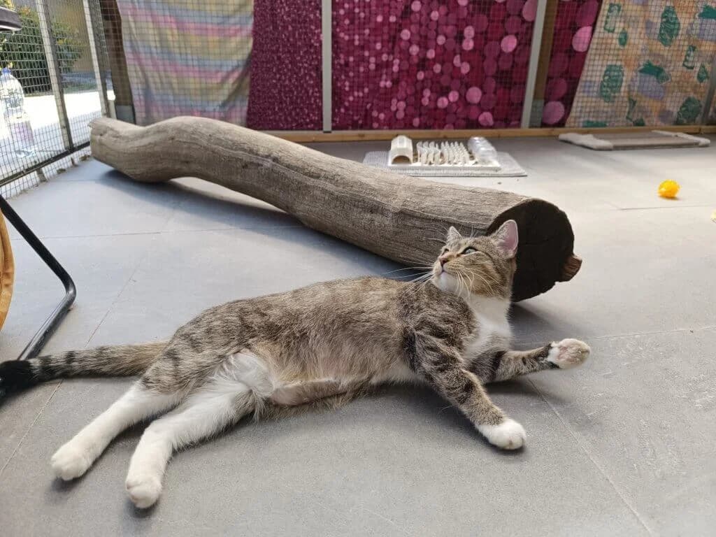 "Karate-" Coco 🍀 photo 2