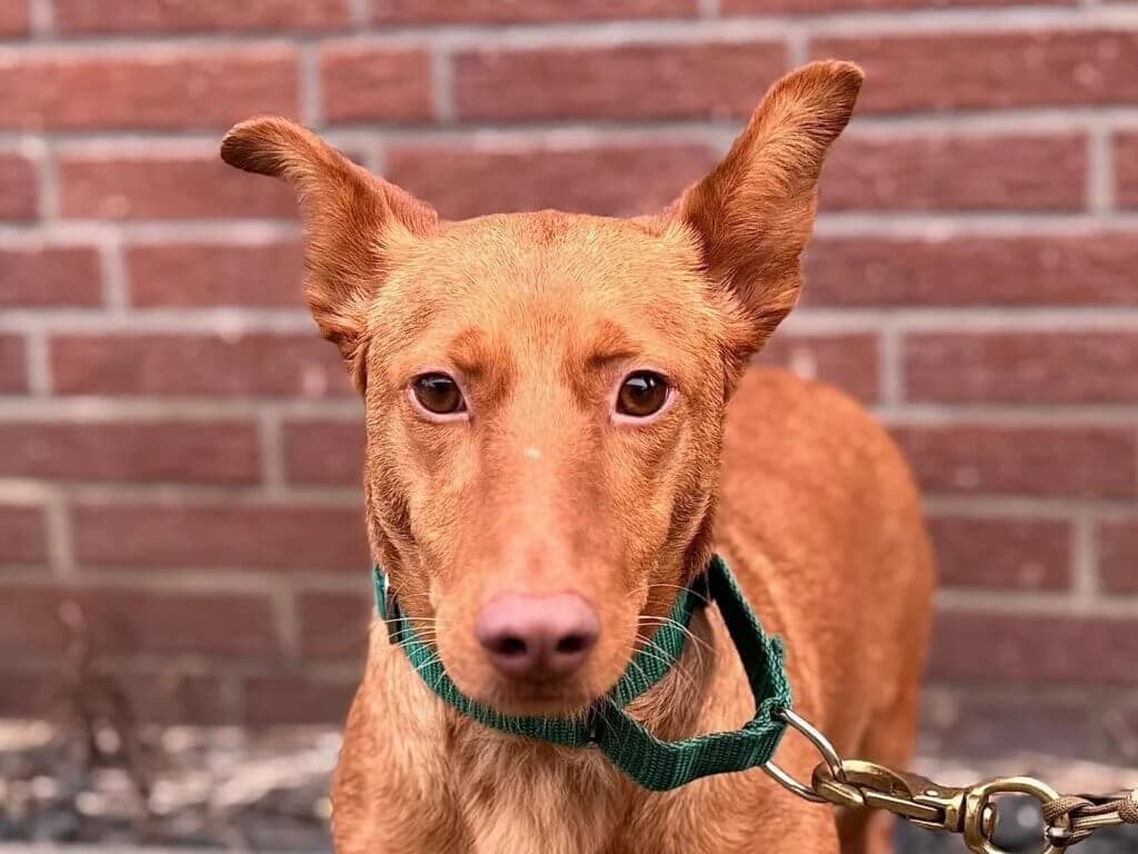 Lina, female 3yo Podenco for adoption at Tierheim Düsseldorf, Düsseldorf