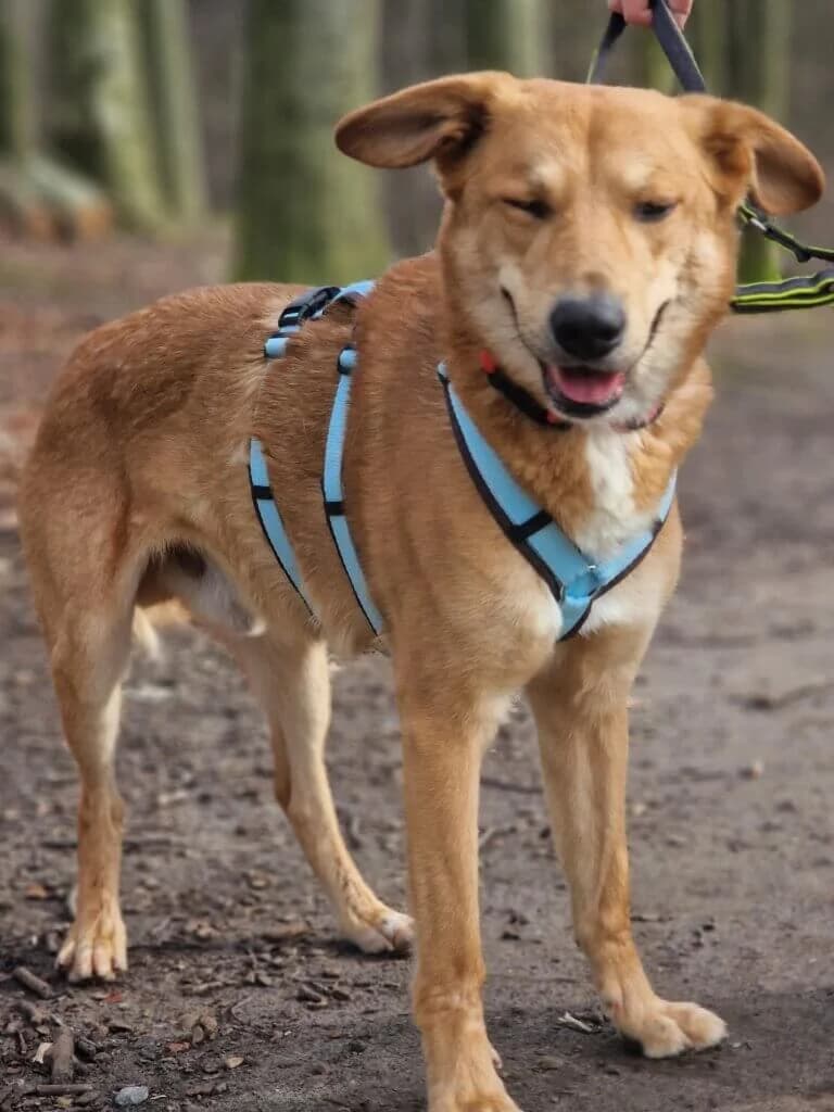 Sunny, Mixed Breed (Tierheim Düsseldorf)