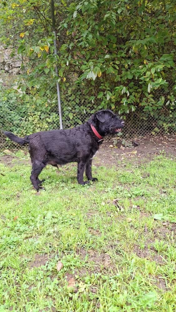 Mucki, male Mixed Breed for adoption at Tierheim Regensburg, Regensburg