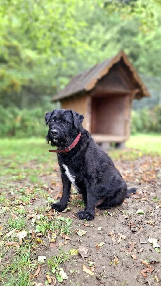 Mucki, black male Mixed Breed for adoption at Tierheim Regensburg, Regensburg — photo 2 of 7