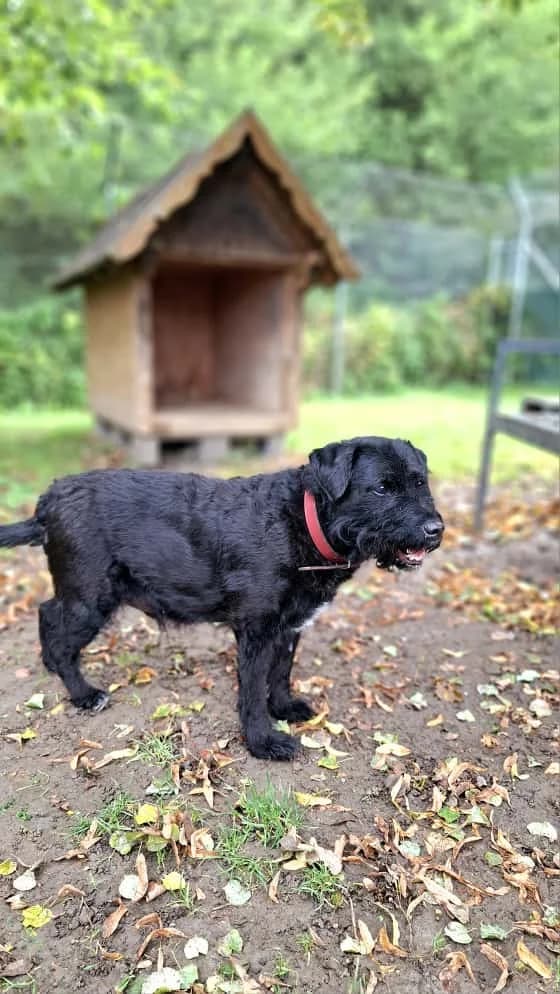 Mucki, black male Mixed Breed for adoption at Tierheim Regensburg, Regensburg — photo 3 of 7