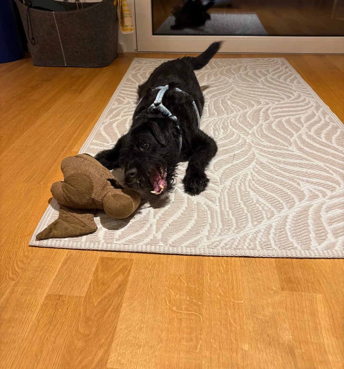 Mucki, black male Mixed Breed for adoption at Tierheim Regensburg, Regensburg — photo 5 of 7