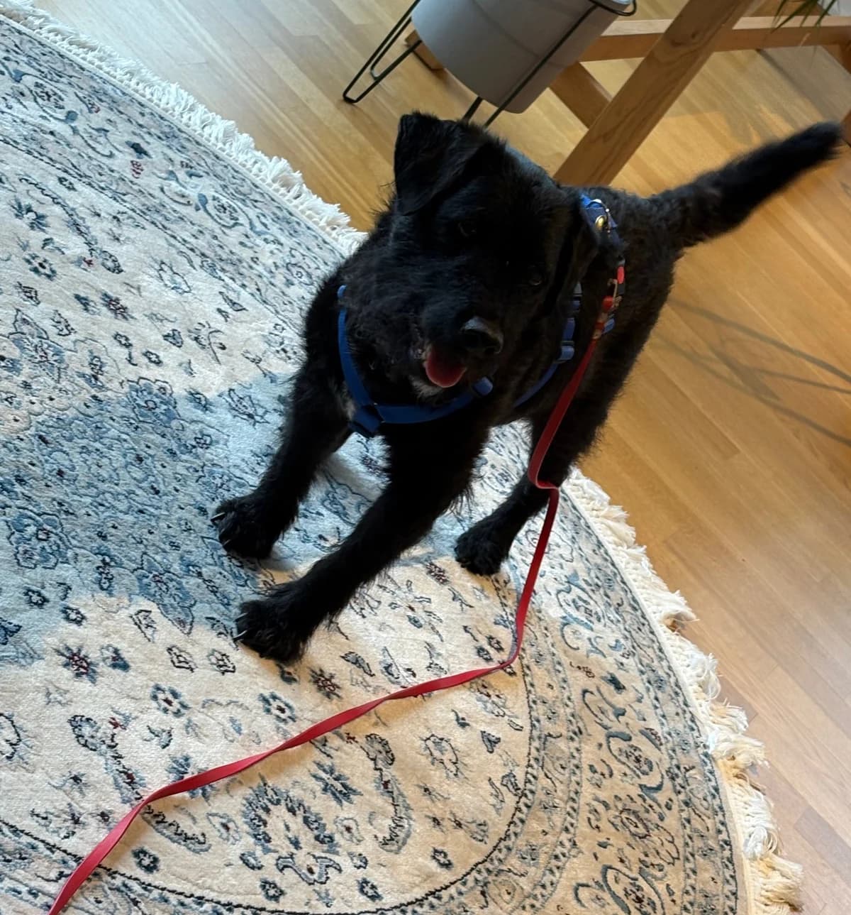 Mucki, black male Mixed Breed for adoption at Tierheim Regensburg, Regensburg — photo 6 of 7