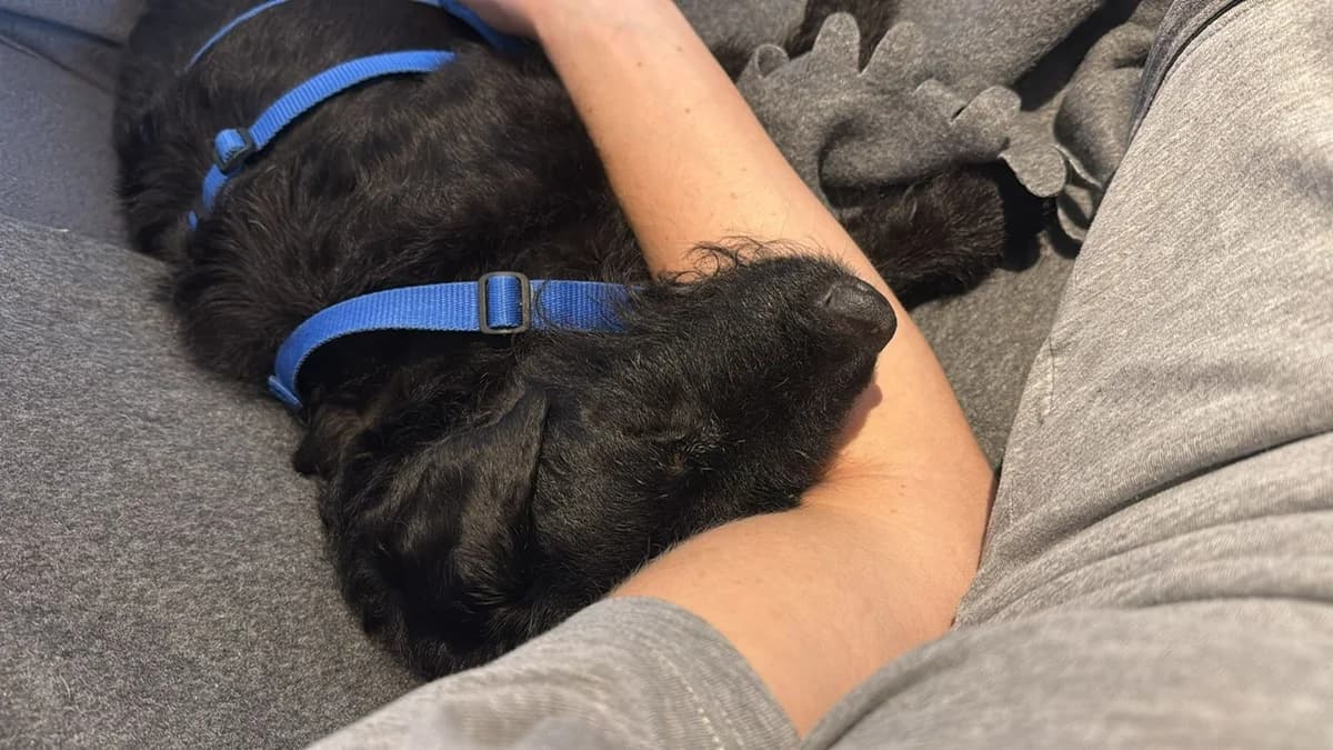 Mucki, black male Mixed Breed for adoption at Tierheim Regensburg, Regensburg — photo 7 of 7