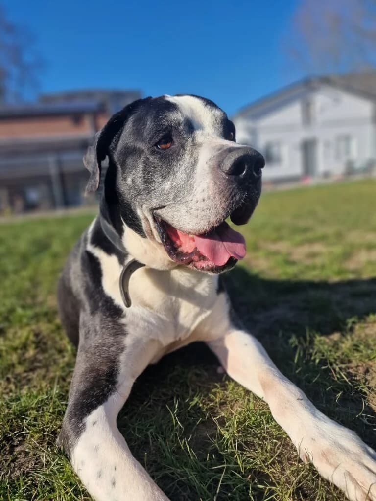 Spike, male 3yo Great Dane for adoption at Tierheim Düsseldorf, Düsseldorf