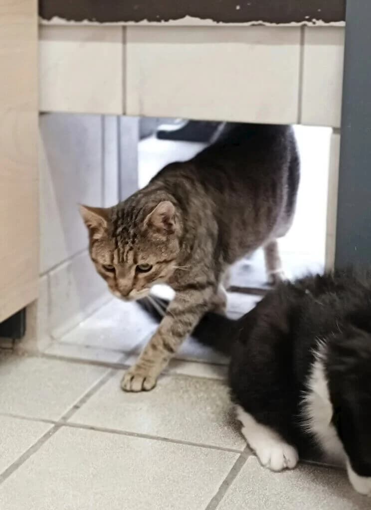 Ragazzo 🐾 photo 2