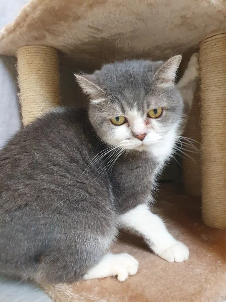 Emma, female senior British Shorthair for adoption at Tierheim Düsseldorf, Düsseldorf