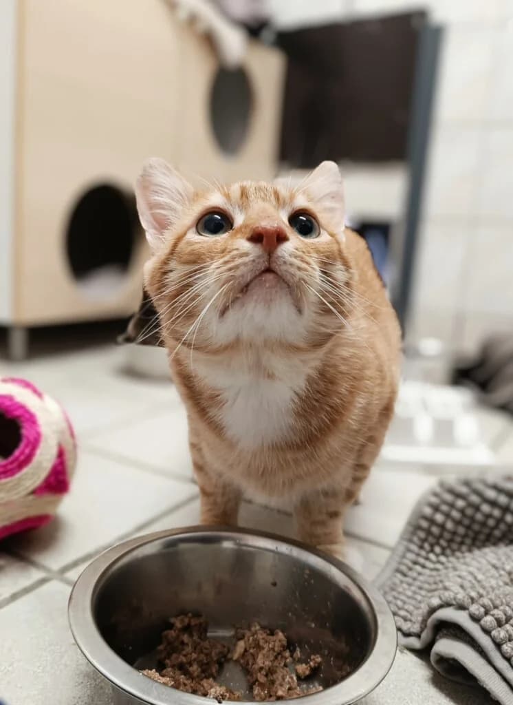 Junis  - sucht geduldiges & ruhiges Zuhause 🎀