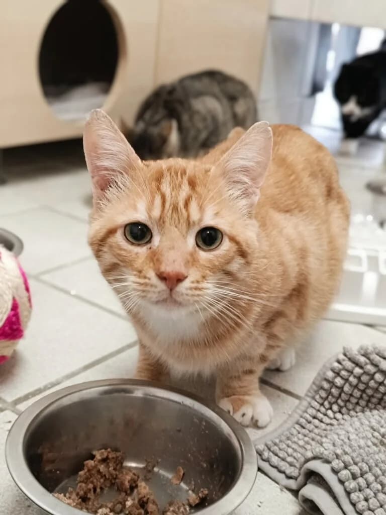 Junis  - sucht geduldiges & ruhiges Zuhause 🎀 photo 2