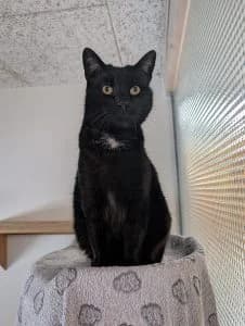 Sam, male European Shorthair for adoption at Tierheim Regensburg, Regensburg