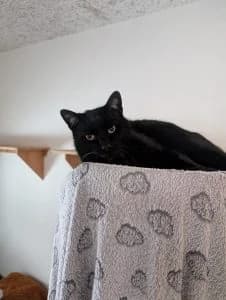 Sam, black male European Shorthair for adoption at Tierheim Regensburg, Regensburg — photo 2 of 3