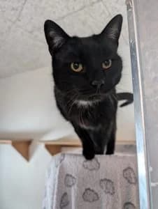 Sam, black male European Shorthair for adoption at Tierheim Regensburg, Regensburg — photo 3 of 3