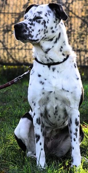 Sephora, female 5yo mixed breed for adoption at Tierheim Stuttgart, Stuttgart